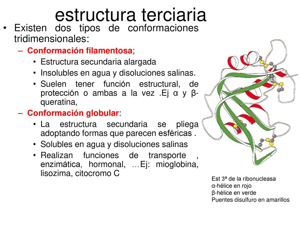 estructura terciaria Existen dos tipos de conformaciones tridimensionales: Conformación filamentosa;