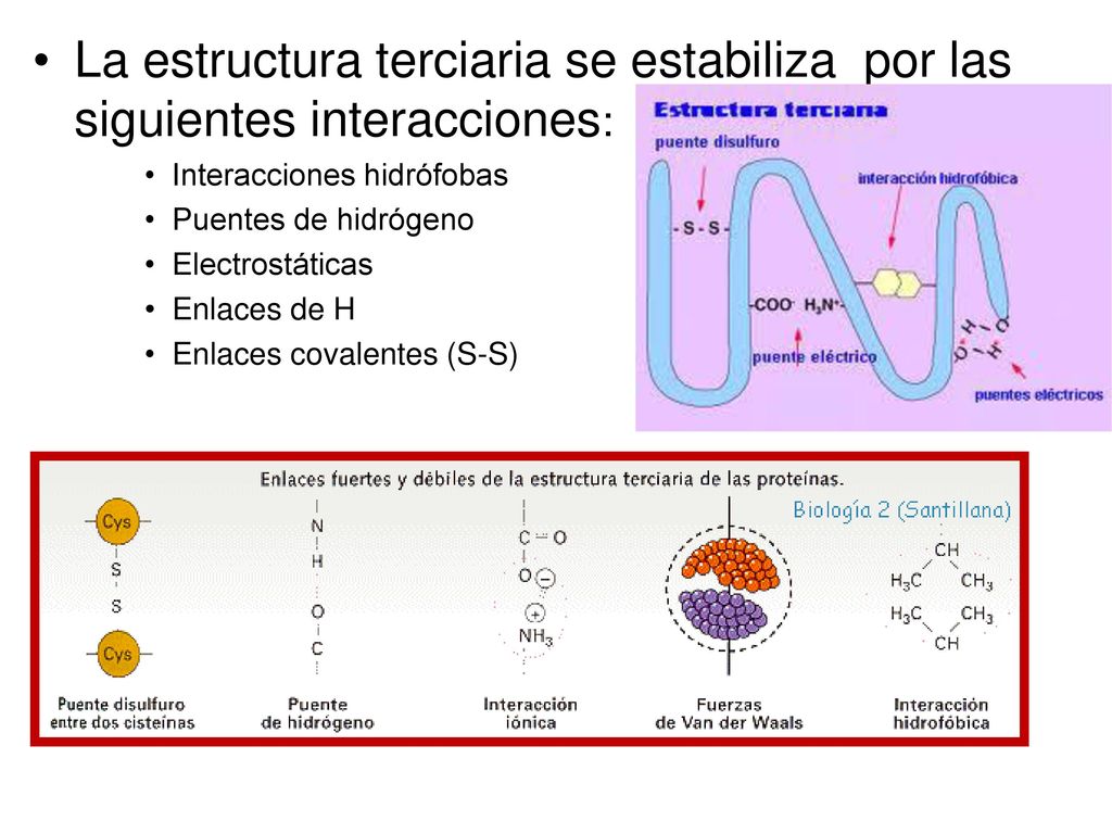 La estructura terciaria se estabiliza por las siguientes interacciones:
