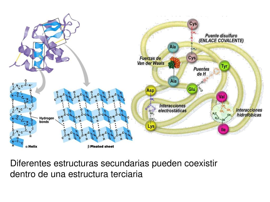 Diferentes estructuras secundarias pueden coexistir dentro de una estructura terciaria