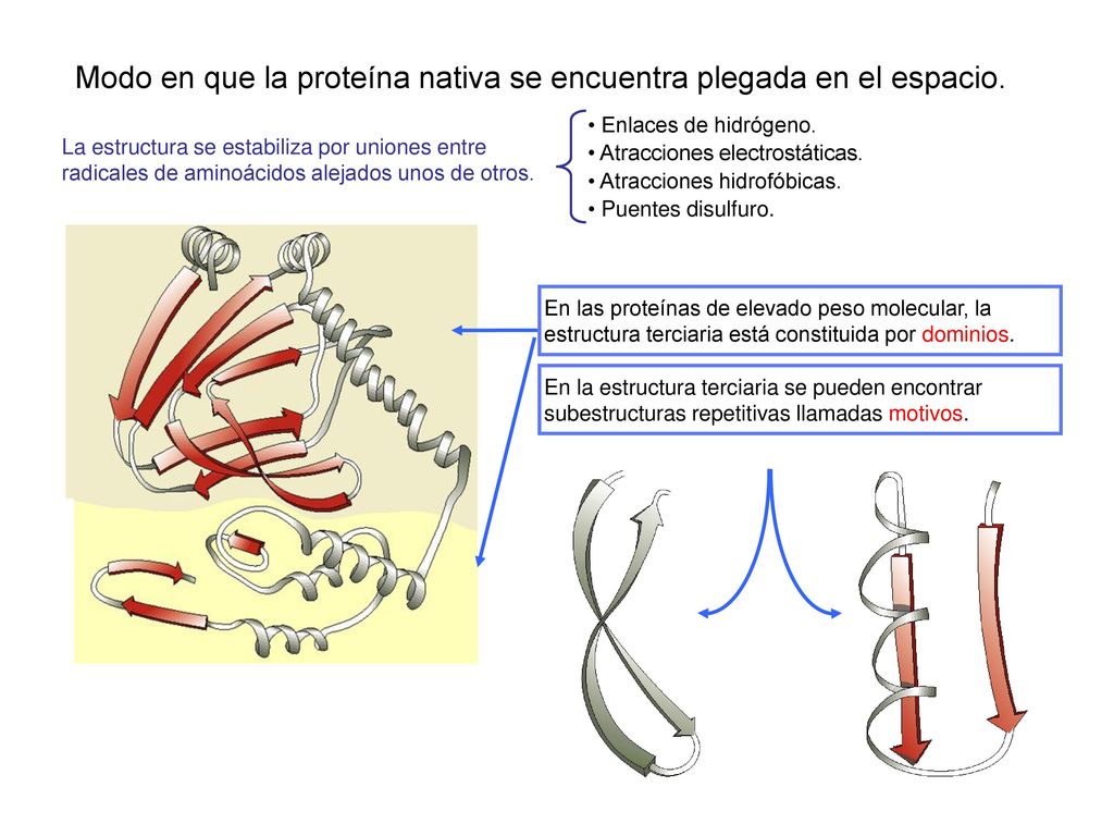 Modo en que la proteína nativa se encuentra plegada en el espacio.