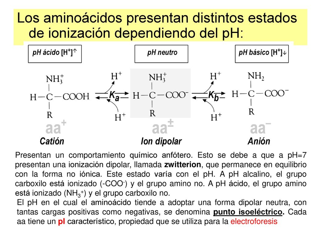 Los aminoácidos presentan distintos estados de ionización dependiendo del pH:
