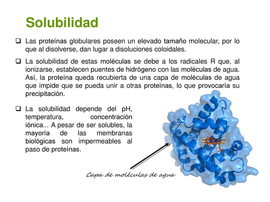 Solubilidad Las proteínas globulares poseen un elevado tamaño molecular, por lo que al disolverse, dan lugar a disoluciones coloidales.