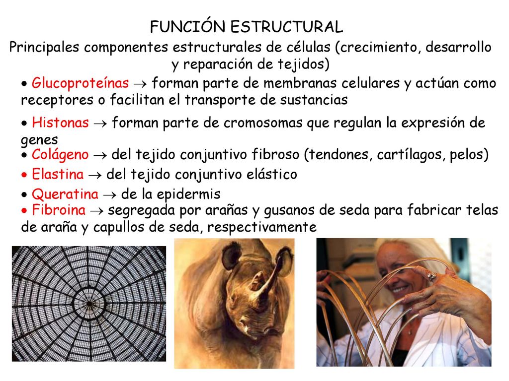 FUNCIÓN ESTRUCTURAL Principales componentes estructurales de células (crecimiento, desarrollo y reparación de tejidos)
