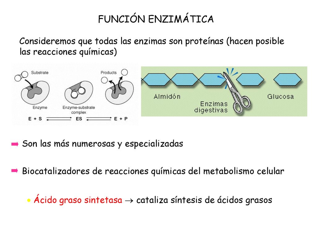 FUNCIÓN ENZIMÁTICA Consideremos que todas las enzimas son proteínas (hacen posible las reacciones químicas)