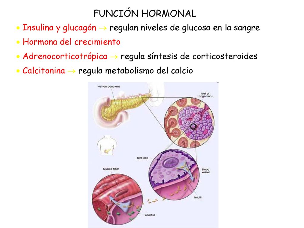 FUNCIÓN HORMONAL  Insulina y glucagón  regulan niveles de glucosa en la sangre.  Hormona del crecimiento.