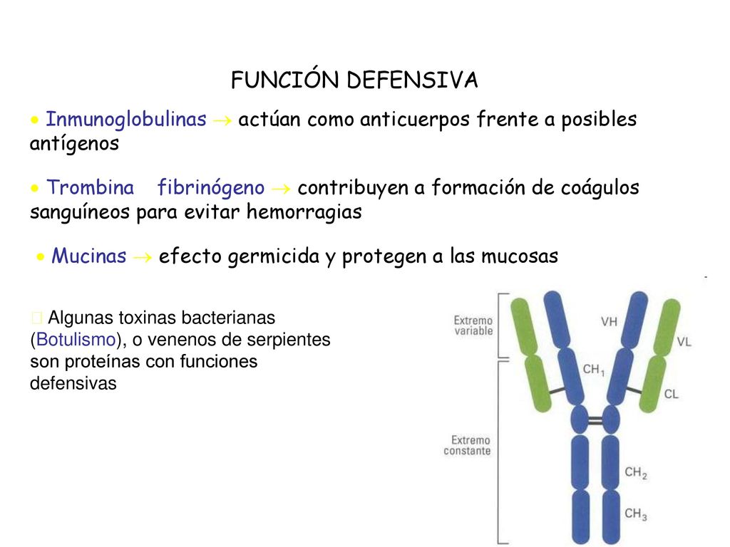 FUNCIÓN DEFENSIVA  Inmunoglobulinas  actúan como anticuerpos frente a posibles antígenos.