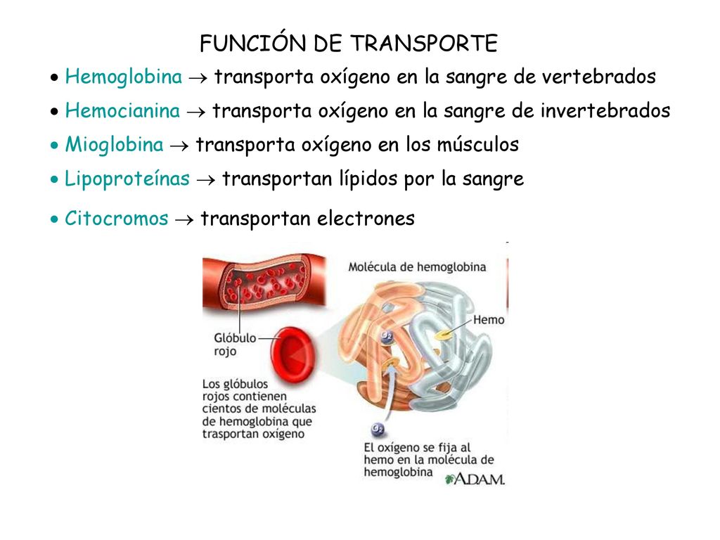 FUNCIÓN DE TRANSPORTE  Hemoglobina  transporta oxígeno en la sangre de vertebrados.