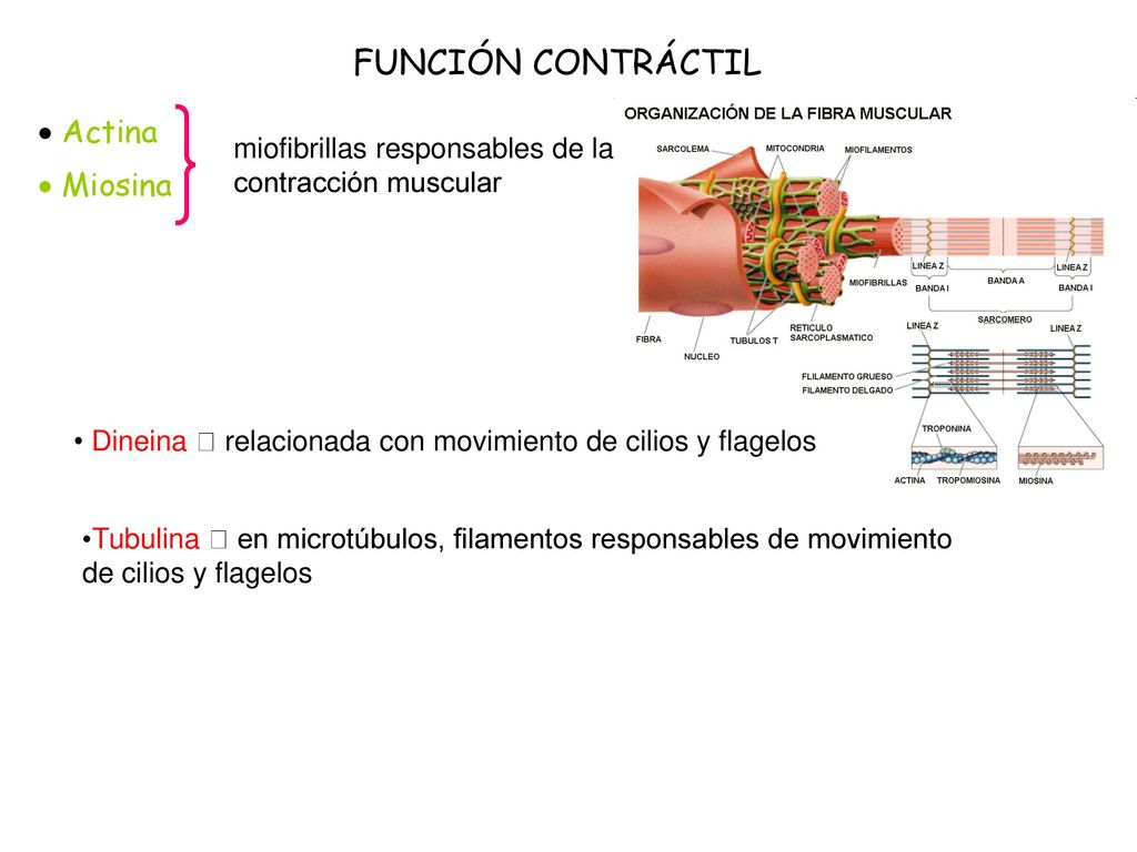 FUNCIÓN CONTRÁCTIL  Actina  Miosina