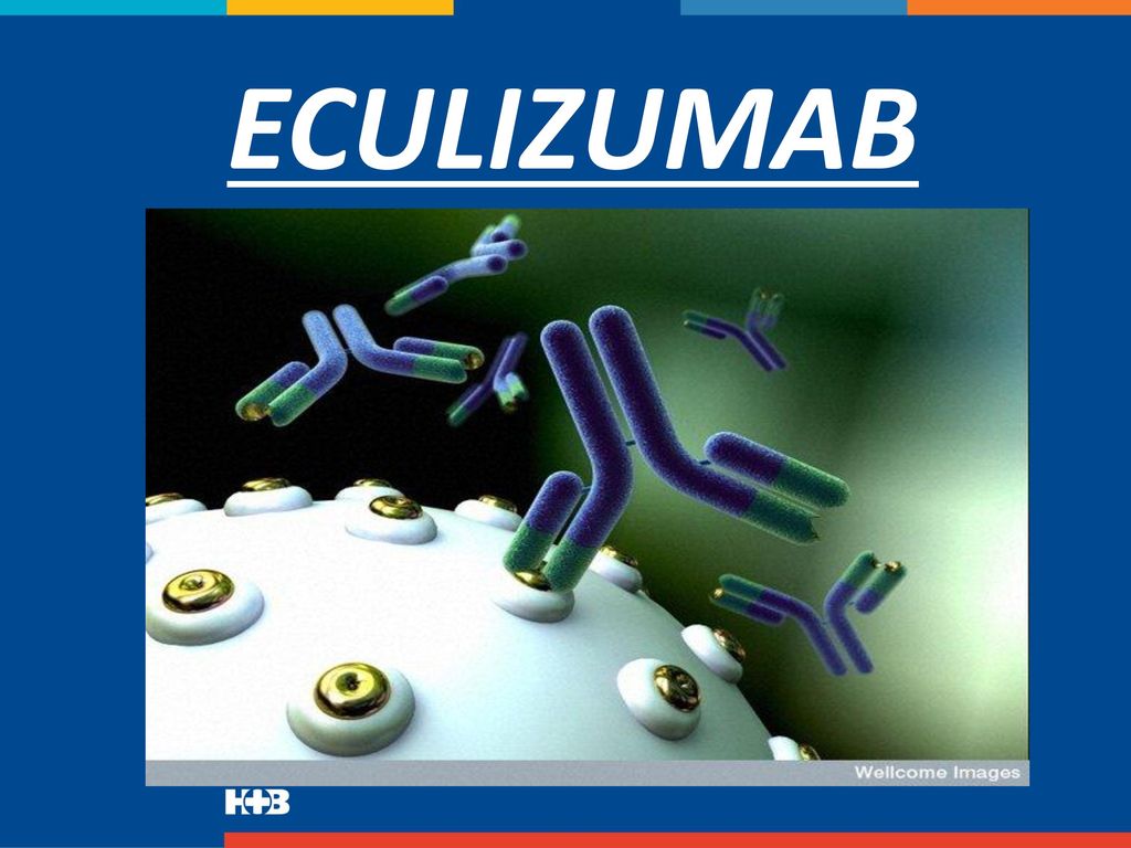 ECULIZUMAB