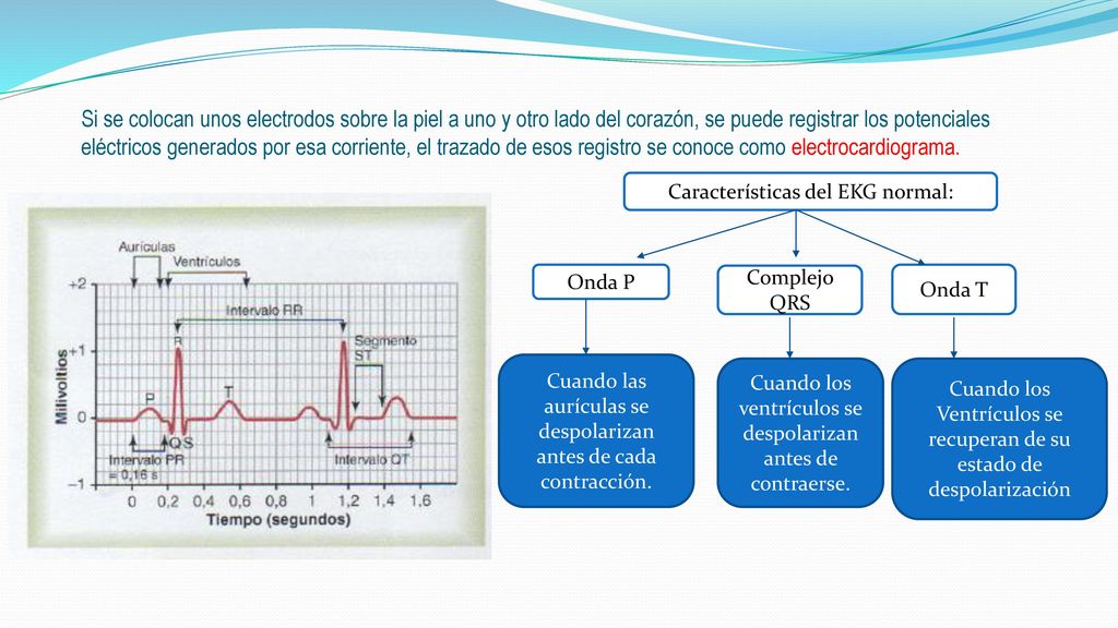 Si se colocan unos electrodos sobre la piel a uno y otro lado del corazón, se puede registrar los potenciales eléctricos generados por esa corriente, el trazado de esos registro se conoce como electrocardiograma.