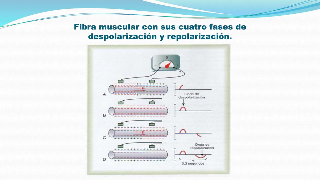 Fibra muscular con sus cuatro fases de despolarización y repolarización.