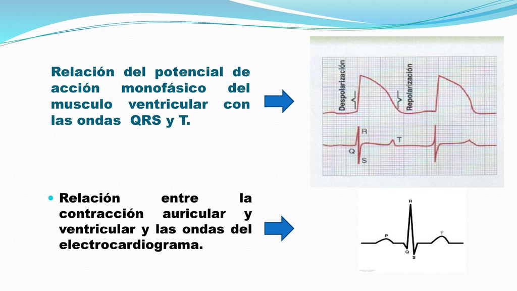 Relación del potencial de acción monofásico del musculo ventricular con las ondas QRS y T.