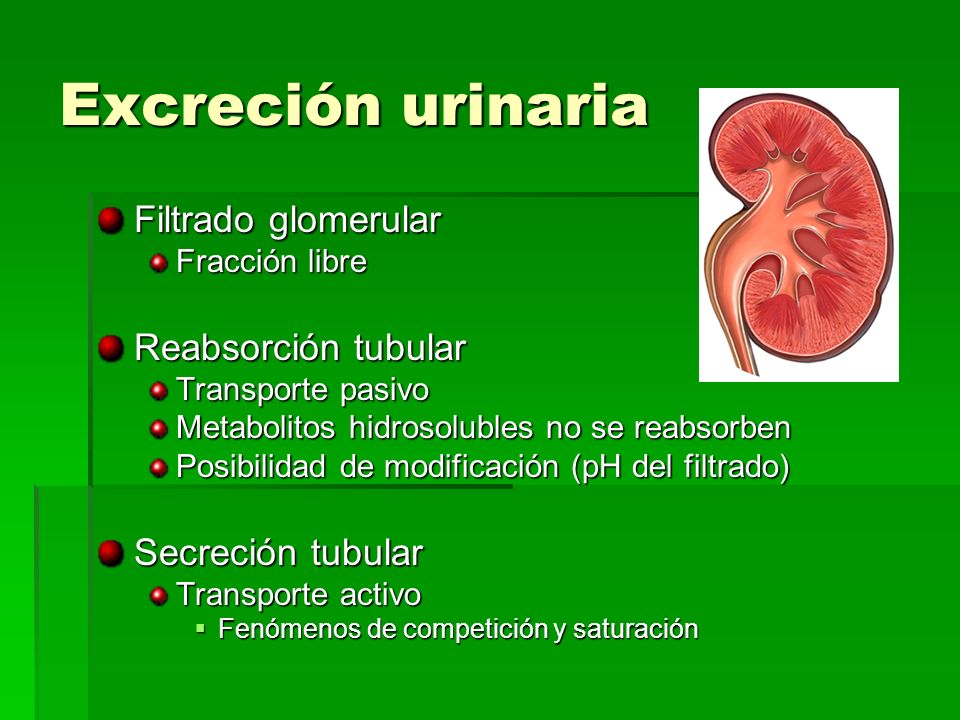Excreción urinaria Filtrado glomerular Reabsorción tubular