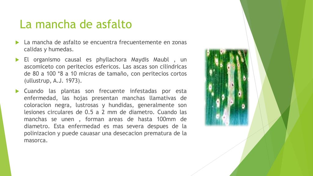 La mancha de asfalto La mancha de asfalto se encuentra frecuentemente en zonas calidas y humedas.