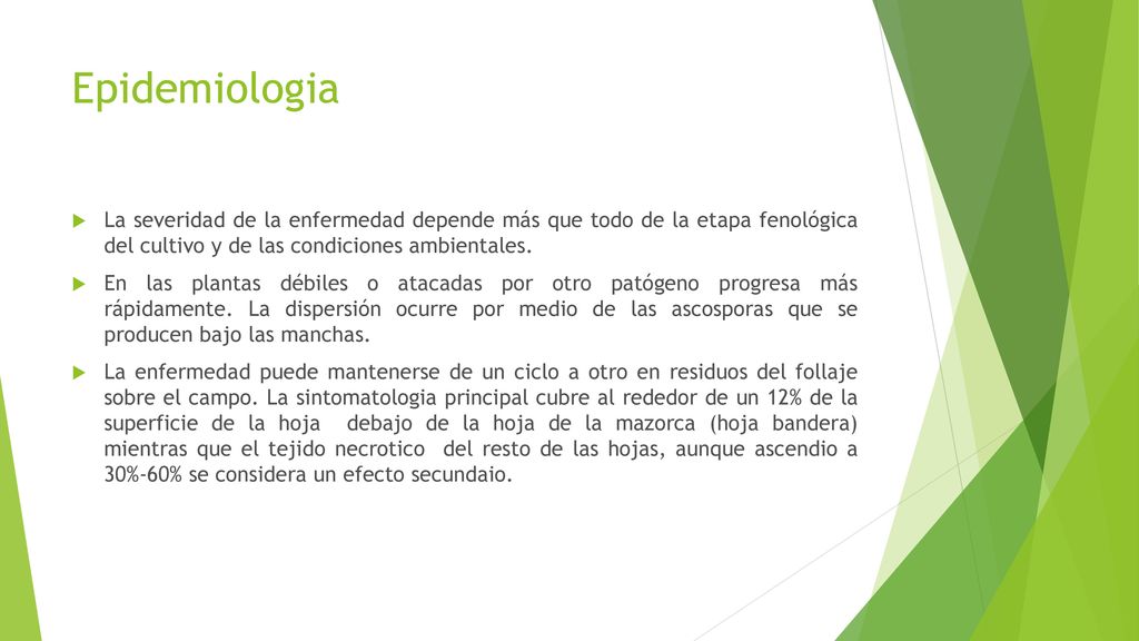 Epidemiologia La severidad de la enfermedad depende más que todo de la etapa fenológica del cultivo y de las condiciones ambientales.