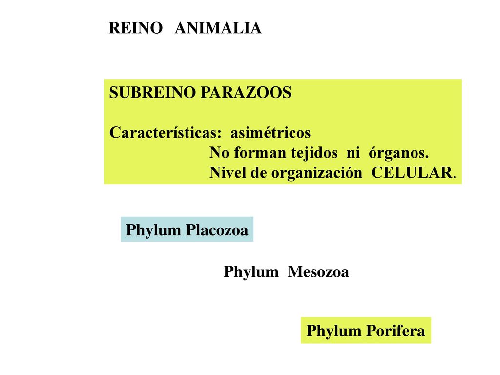 REINO ANIMALIA SUBREINO PARAZOOS. Características: asimétricos. No forman tejidos ni órganos.