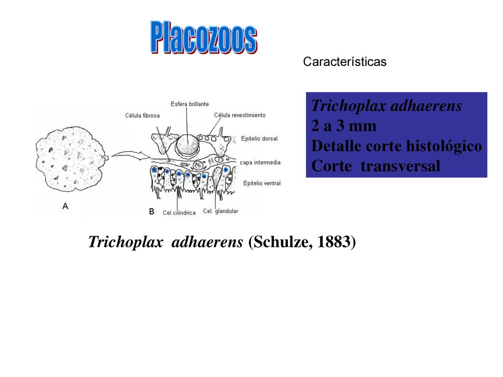 Placozoos Trichoplax adhaerens 2 a 3 mm Detalle corte histológico