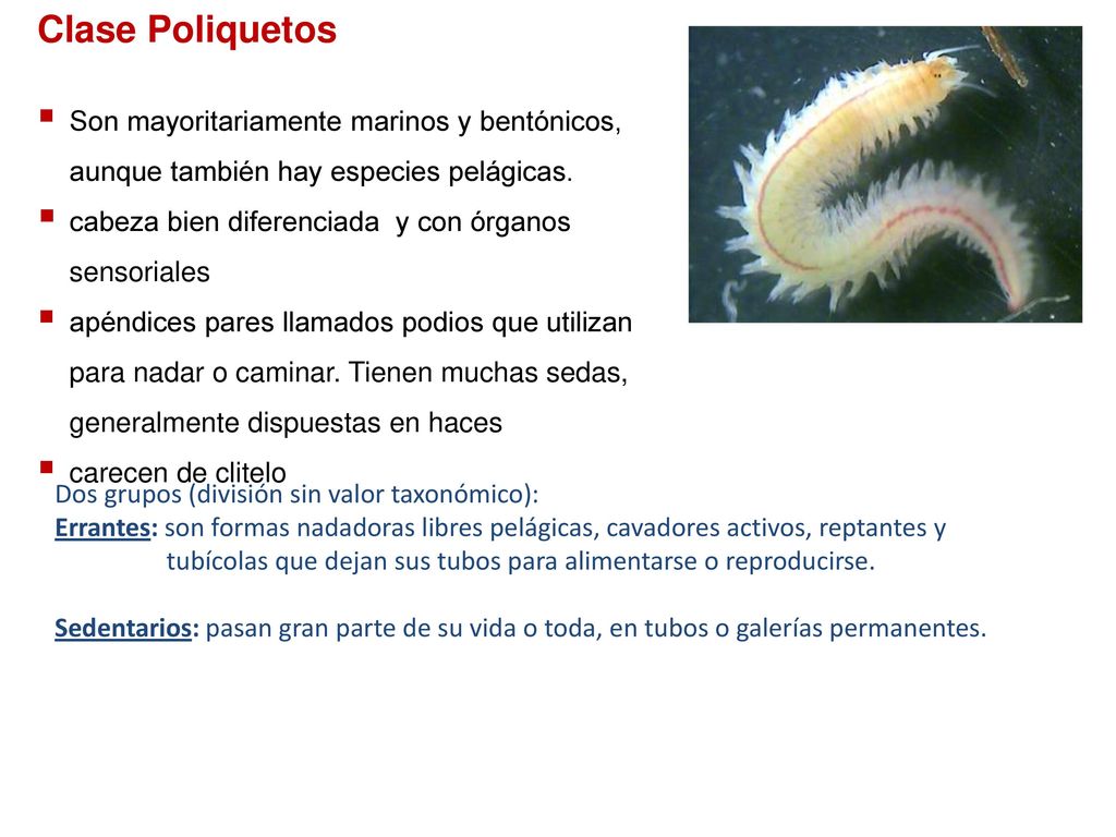 Clase Poliquetos Son mayoritariamente marinos y bentónicos, aunque también hay especies pelágicas.