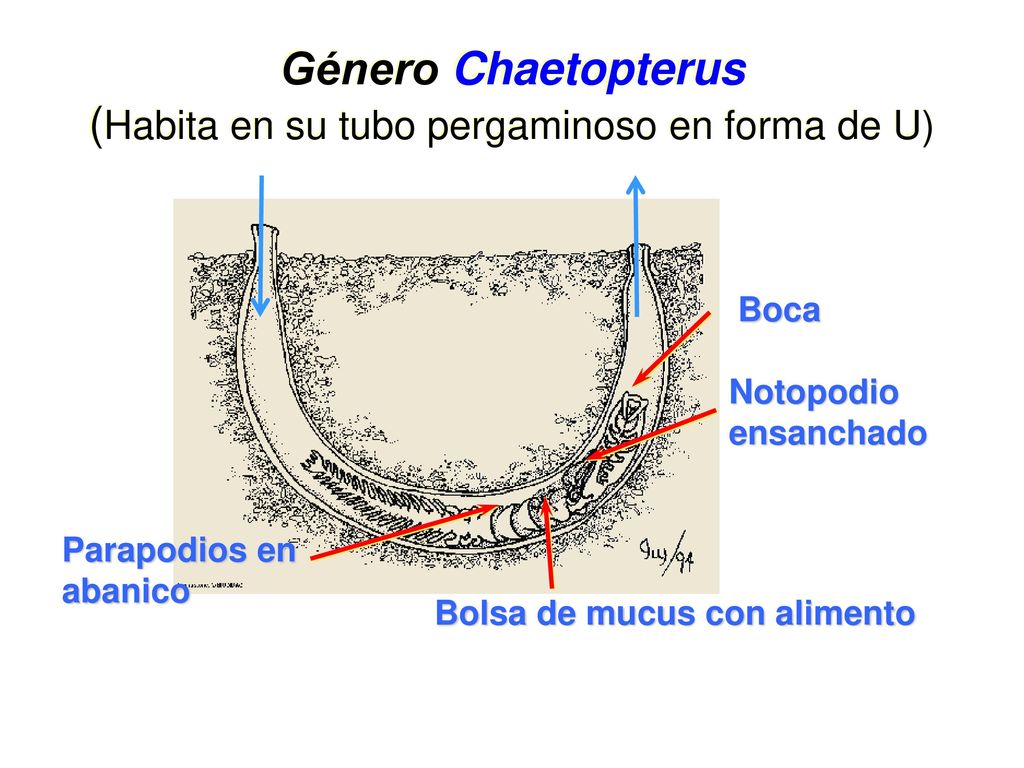 Género Chaetopterus (Habita en su tubo pergaminoso en forma de U)