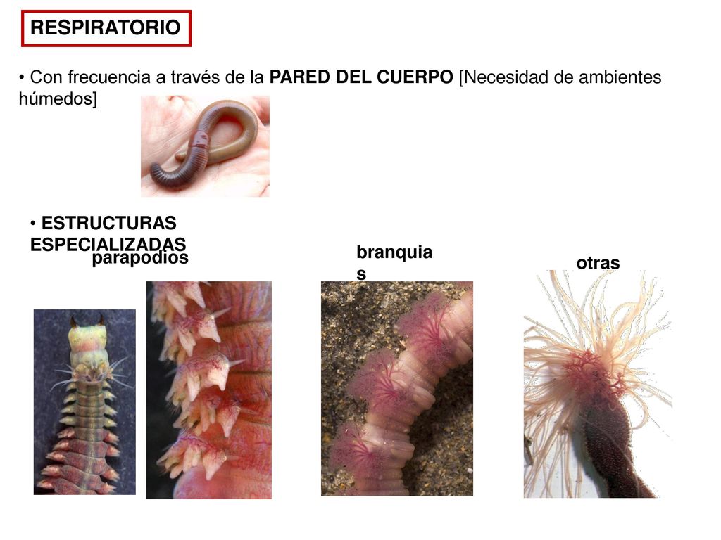 RESPIRATORIO Con frecuencia a través de la PARED DEL CUERPO [Necesidad de ambientes húmedos] ESTRUCTURAS ESPECIALIZADAS.