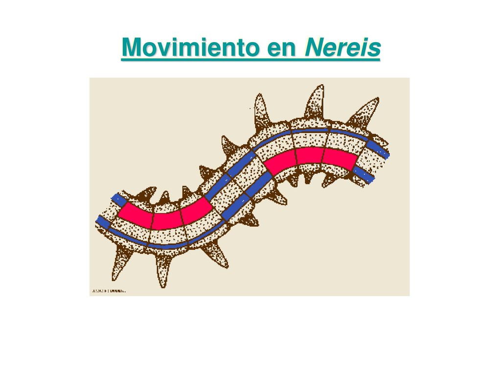 Movimiento en Nereis Copy and paste URL to link to original images at BIODIDAC.