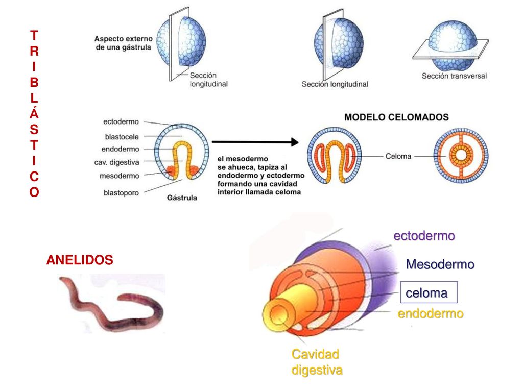 T R I B L Á S C O ectodermo ANELIDOS Mesodermo celoma endodermo