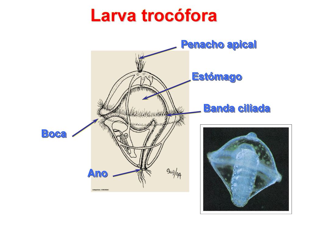 Larva trocófora Penacho apical Estómago Banda ciliada Boca Ano