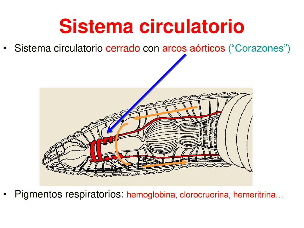 Sistema circulatorio Sistema circulatorio cerrado con arcos aórticos ( Corazones ) Pigmentos respiratorios: hemoglobina, clorocruorina, hemeritrina…