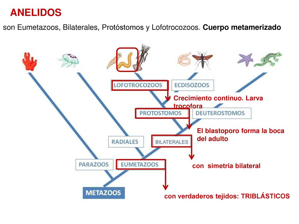 ANELIDOS son Eumetazoos, Bilaterales, Protóstomos y Lofotrocozoos. Cuerpo metamerizado. Crecimiento continuo. Larva trocofora.