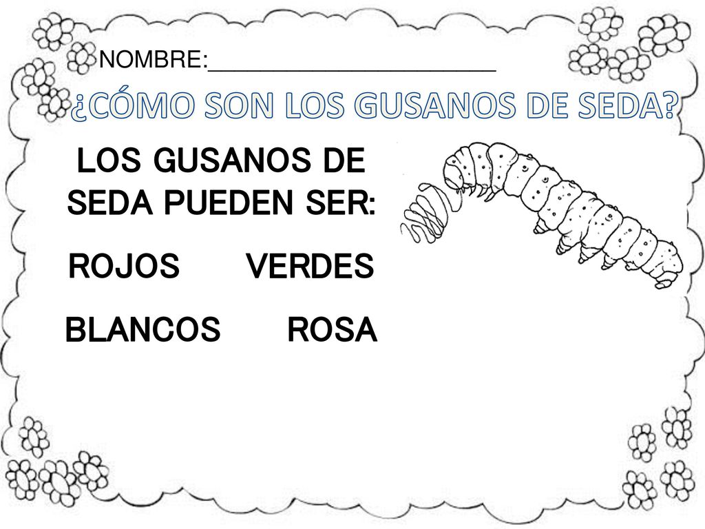 ¿CÓMO SON LOS GUSANOS DE SEDA LOS GUSANOS DE SEDA PUEDEN SER: