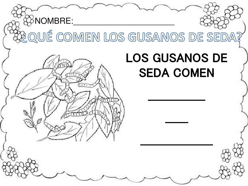 ¿QUÉ COMEN LOS GUSANOS DE SEDA LOS GUSANOS DE SEDA COMEN