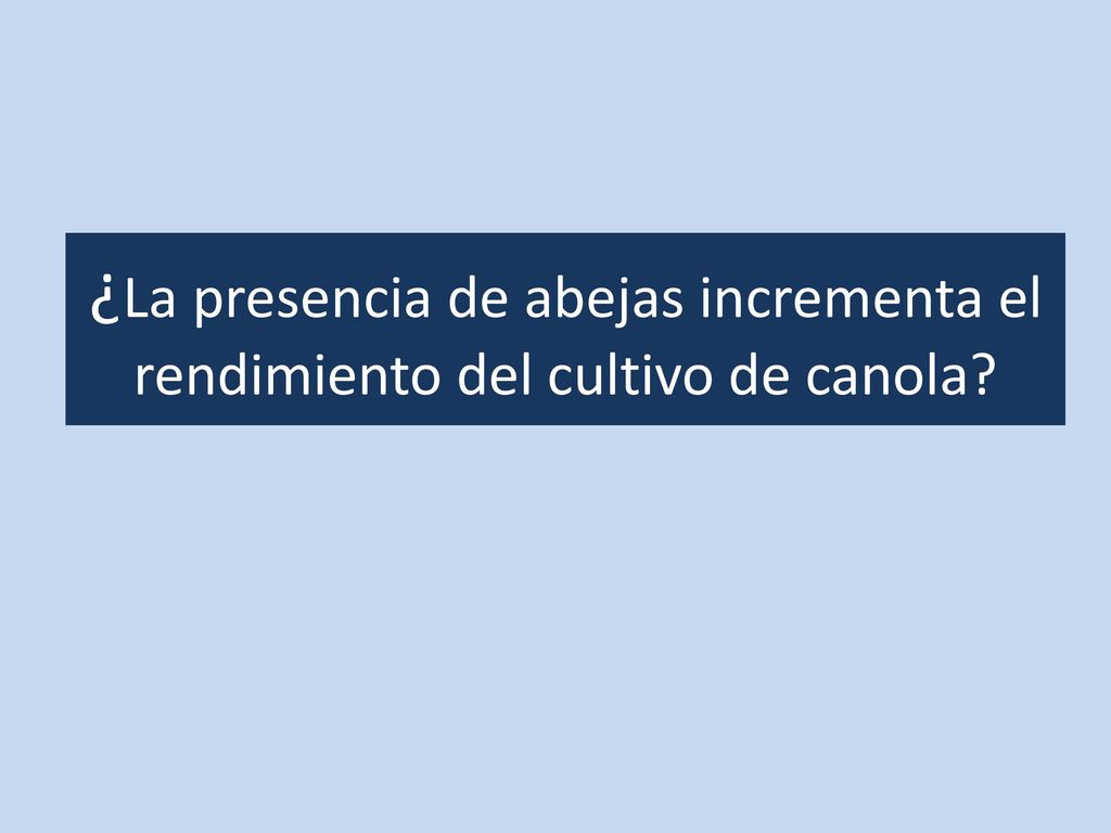 ¿La presencia de abejas incrementa el rendimiento del cultivo de canola