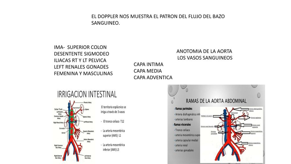 EL DOPPLER NOS MUESTRA EL PATRON DEL FLUJO DEL BAZO SANGUINEO.