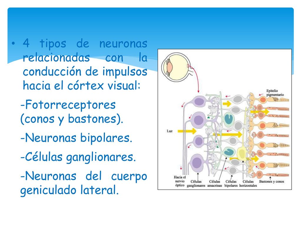 4 tipos de neuronas relacionadas con la conducción de impulsos hacia el córtex visual: