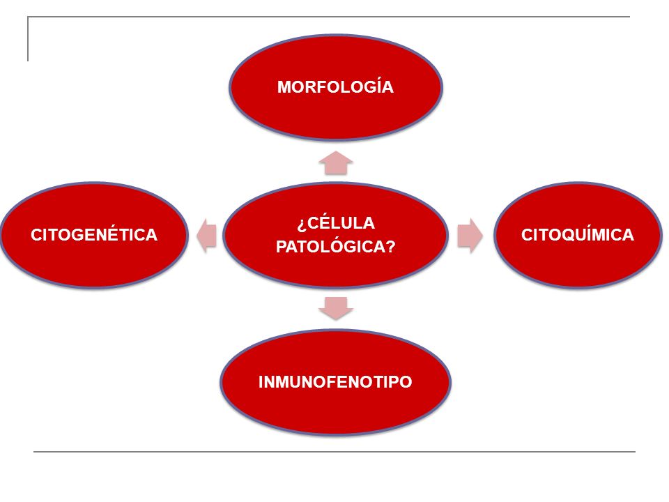 ¿CÉLULA PATOLÓGICA MORFOLOGÍA CITOQUÍMICA INMUNOFENOTIPO CITOGENÉTICA