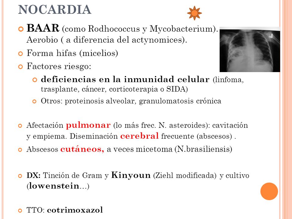 NOCARDIA BAAR (como Rodhococcus y Mycobacterium). Aerobio ( a diferencia del actynomices). Forma hifas (micelios)