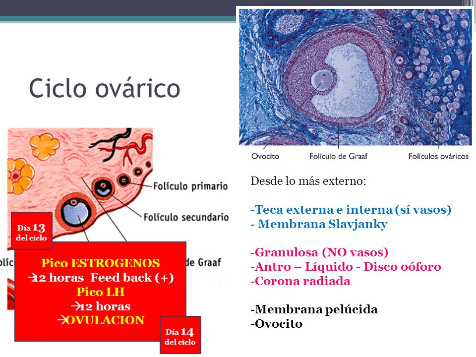 Ciclo ovárico Desde lo más externo: Teca externa e interna (sí vasos)