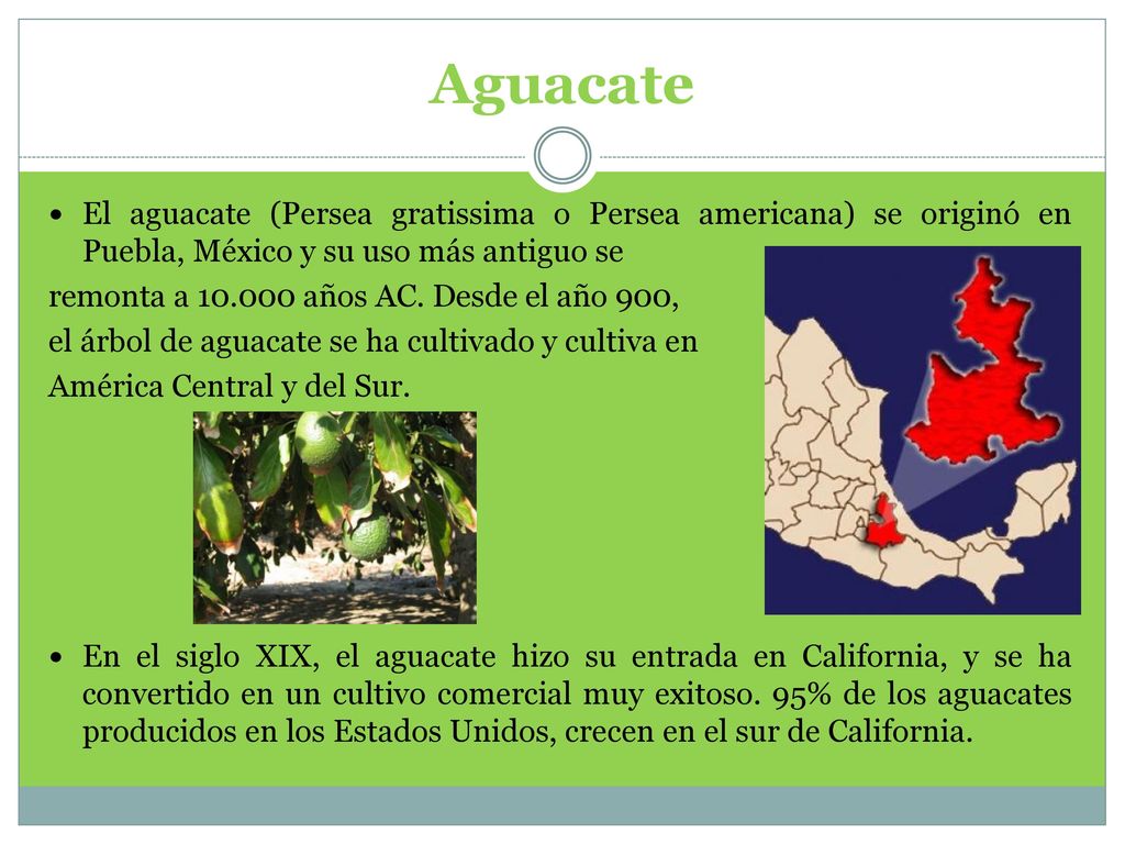 Aguacate El aguacate (Persea gratissima o Persea americana) se originó en Puebla, México y su uso más antiguo se.