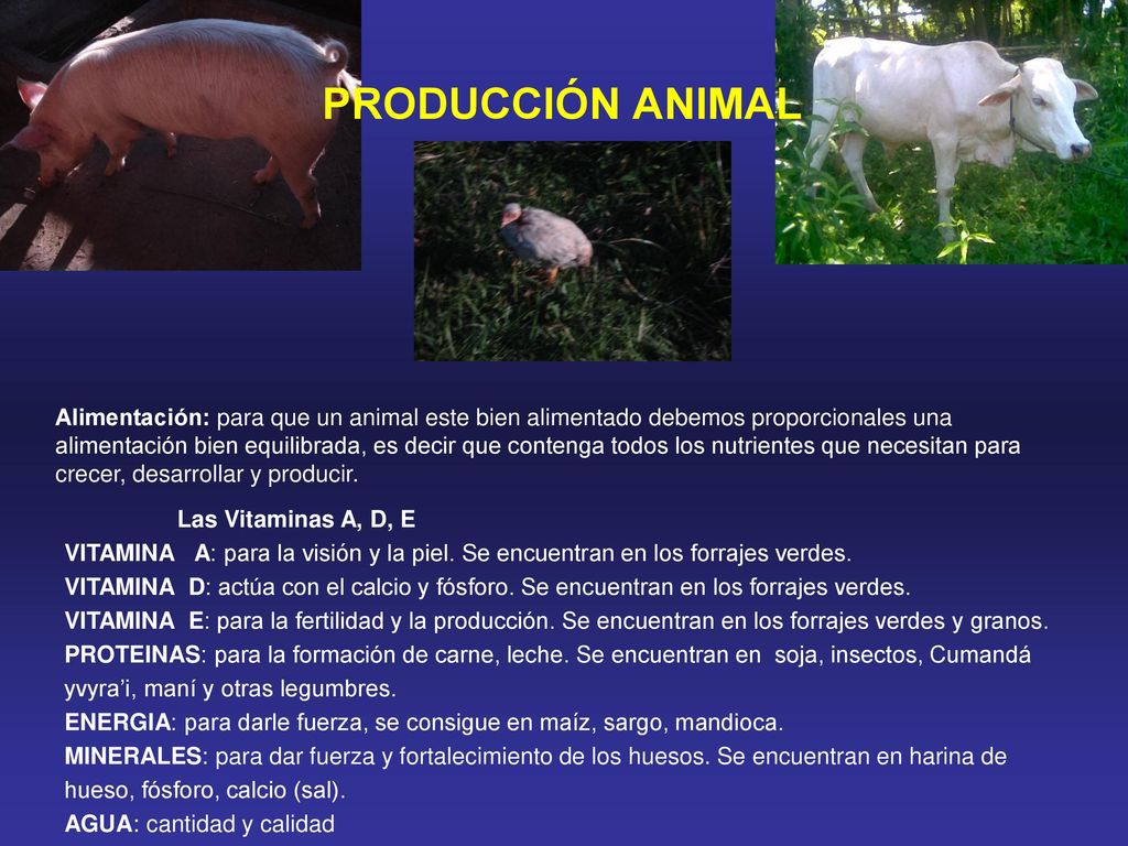 PRODUCCIÓN ANIMAL Las Vitaminas A, D, E. VITAMINA A: para la visión y la piel. Se encuentran en los forrajes verdes.