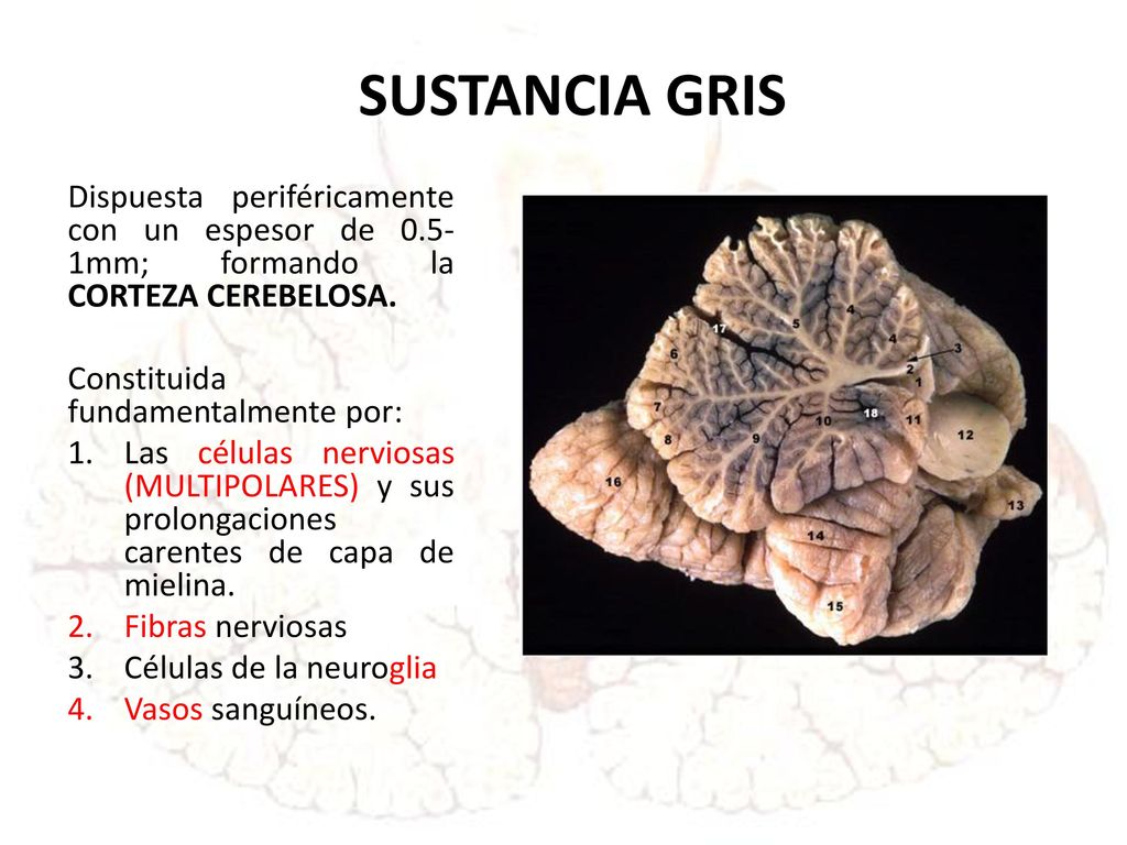 SUSTANCIA GRIS Dispuesta periféricamente con un espesor de 0.5-1mm; formando la CORTEZA CEREBELOSA.