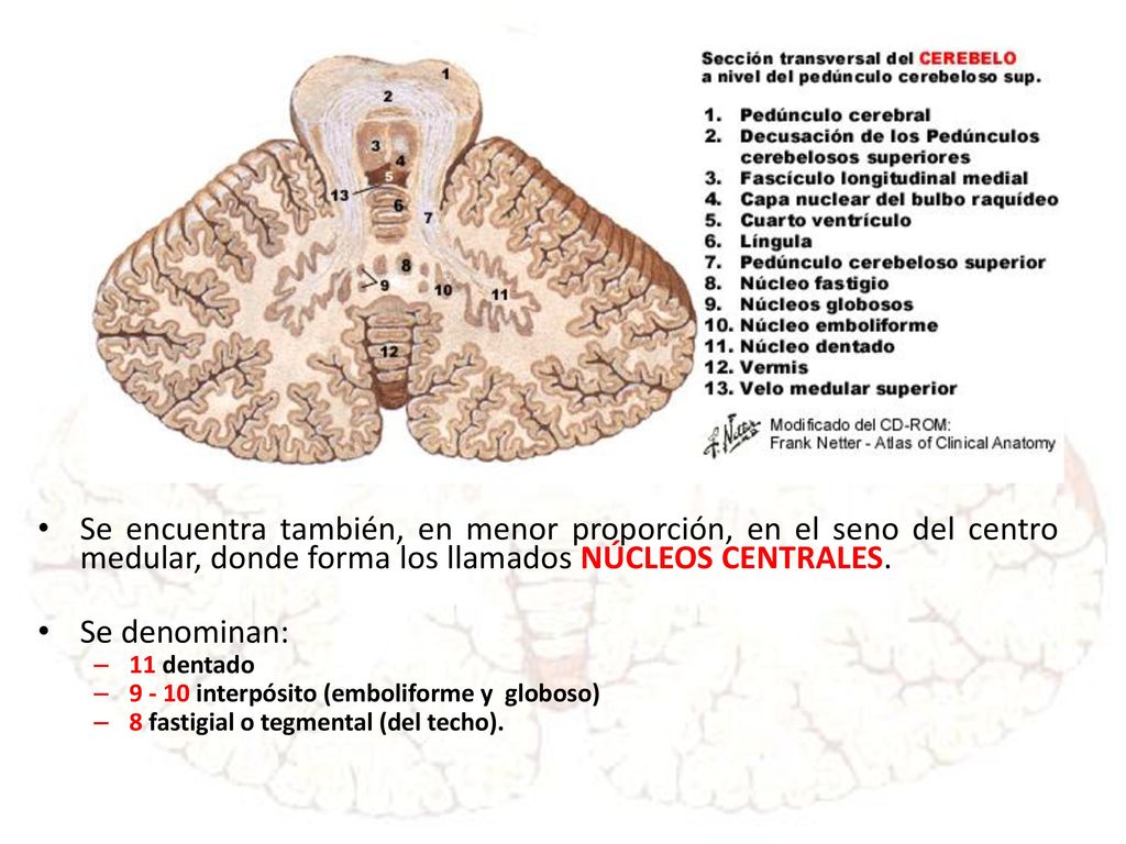 Se encuentra también, en menor proporción, en el seno del centro medular, donde forma los llamados NÚCLEOS CENTRALES.