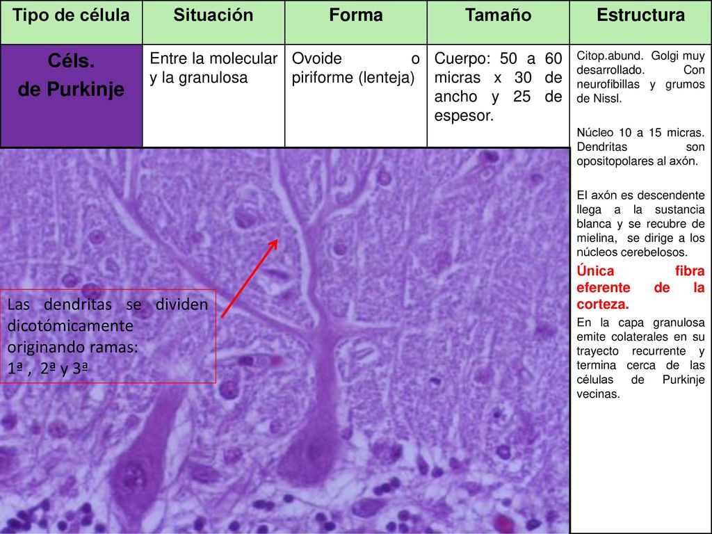 Céls. de Purkinje Tipo de célula Situación Forma Tamaño Estructura
