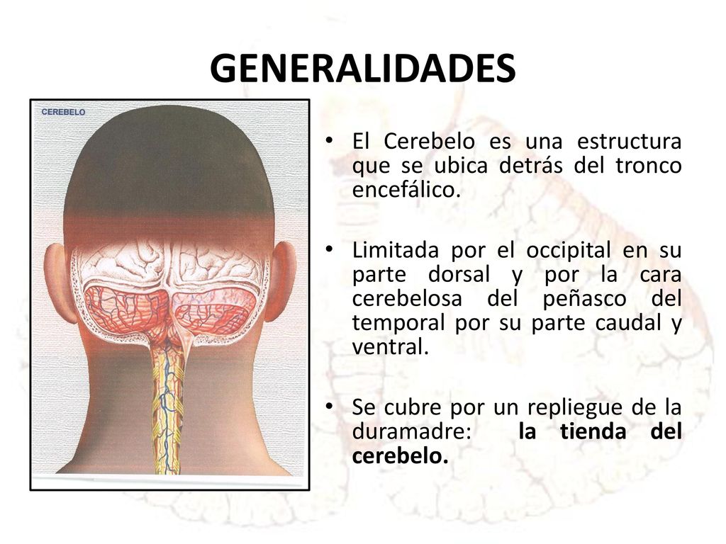 GENERALIDADES El Cerebelo es una estructura que se ubica detrás del tronco encefálico.