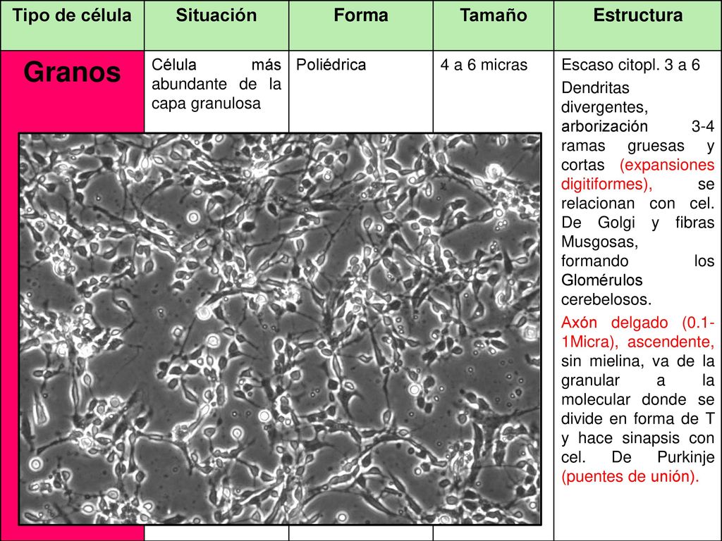 Granos Tipo de célula Situación Forma Tamaño Estructura