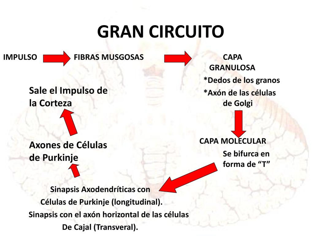 GRAN CIRCUITO Sale el Impulso de la Corteza