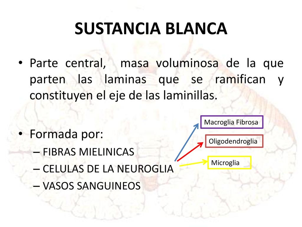 SUSTANCIA BLANCA Parte central, masa voluminosa de la que parten las laminas que se ramifican y constituyen el eje de las laminillas.