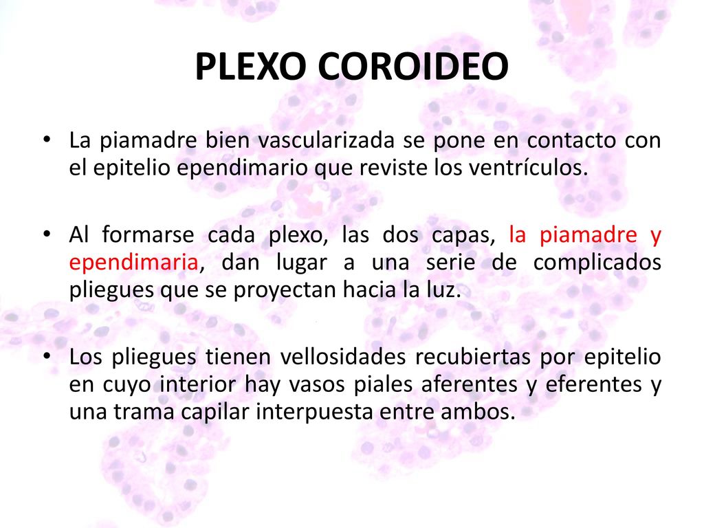 PLEXO COROIDEO La piamadre bien vascularizada se pone en contacto con el epitelio ependimario que reviste los ventrículos.