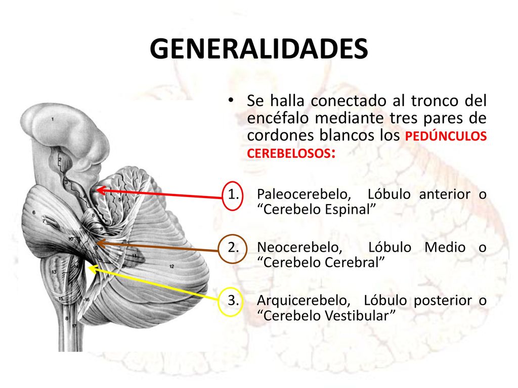 GENERALIDADES Se halla conectado al tronco del encéfalo mediante tres pares de cordones blancos los PEDÚNCULOS CEREBELOSOS: