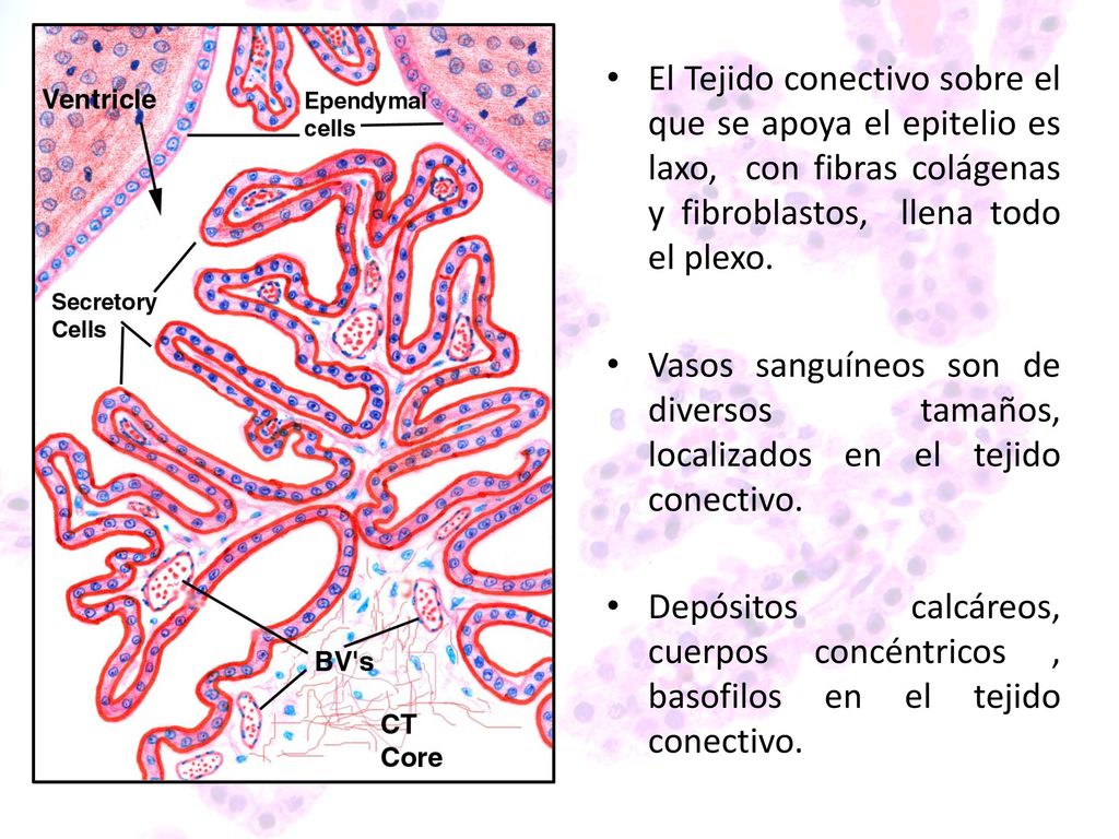 El Tejido conectivo sobre el que se apoya el epitelio es laxo, con fibras colágenas y fibroblastos, llena todo el plexo.