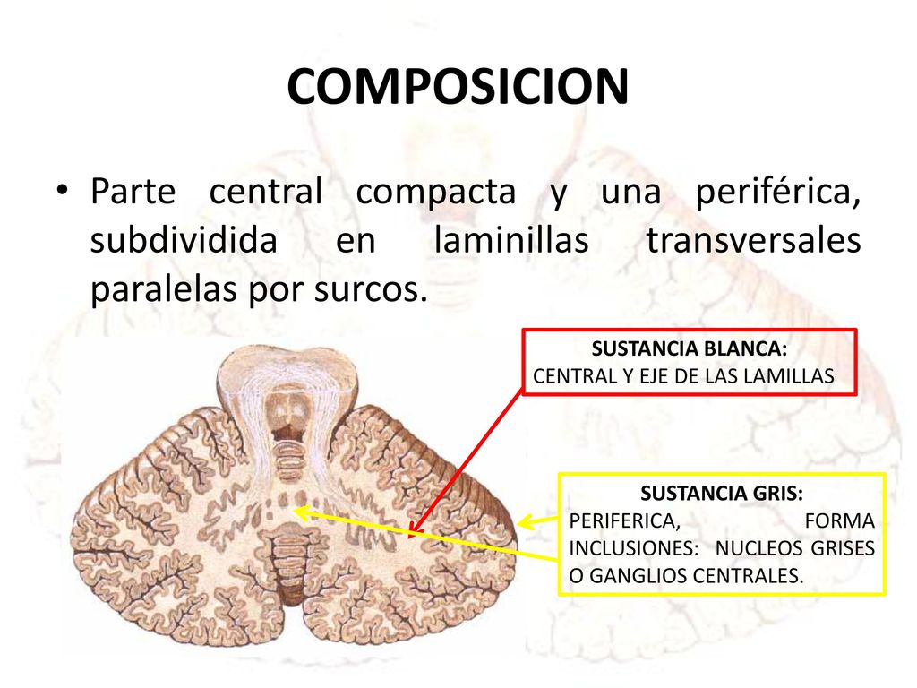 COMPOSICION Parte central compacta y una periférica, subdividida en laminillas transversales paralelas por surcos.